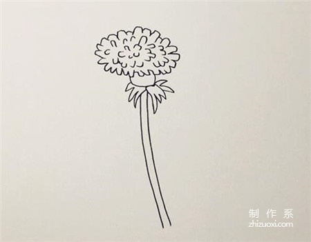 学画简笔画，蒲公英简笔画