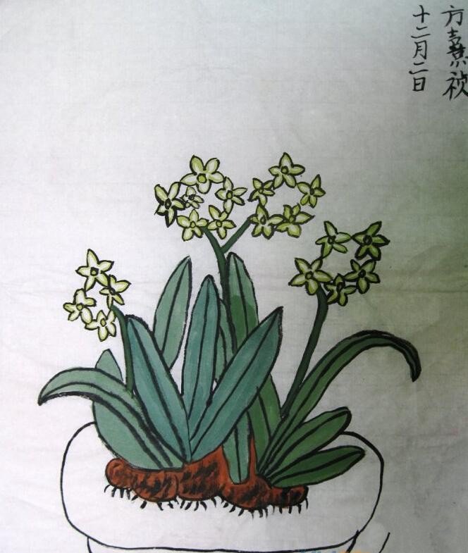 水仙花和青蛙