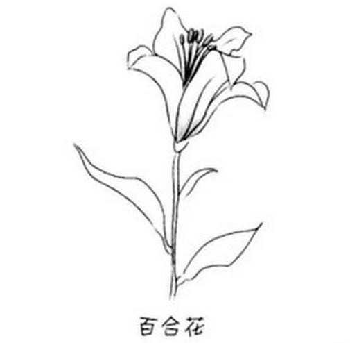 百合花简笔画素材 百合花简笔画大全