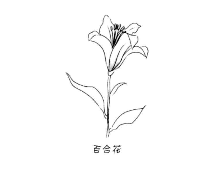 花朵简笔画大全 百合花