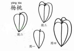 小学生杨桃简笔画画法图解：怎么画杨桃