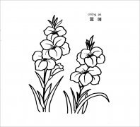 菖蒲简笔画