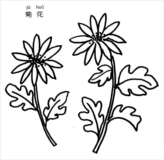 菊花简笔画图片