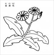 苦菜花简笔画