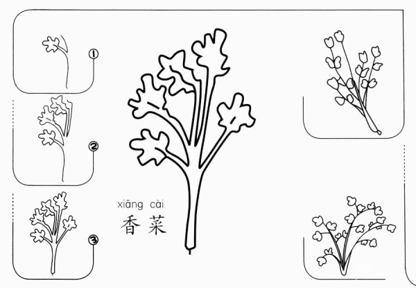 香菜怎么画