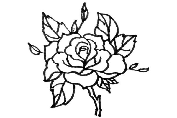玫瑰花的多种画法