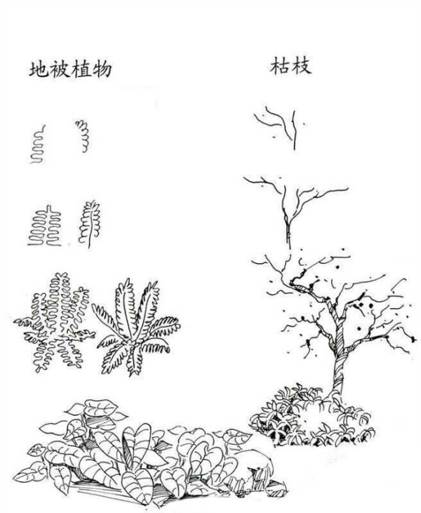 植物图片 地被植物和枯枝简笔画画法