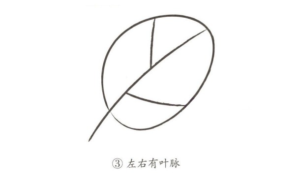 学画简单的树叶
