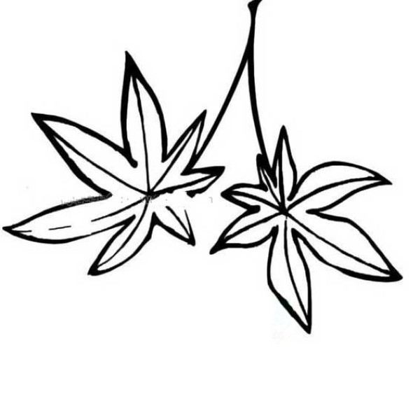 枫叶的简笔画图片