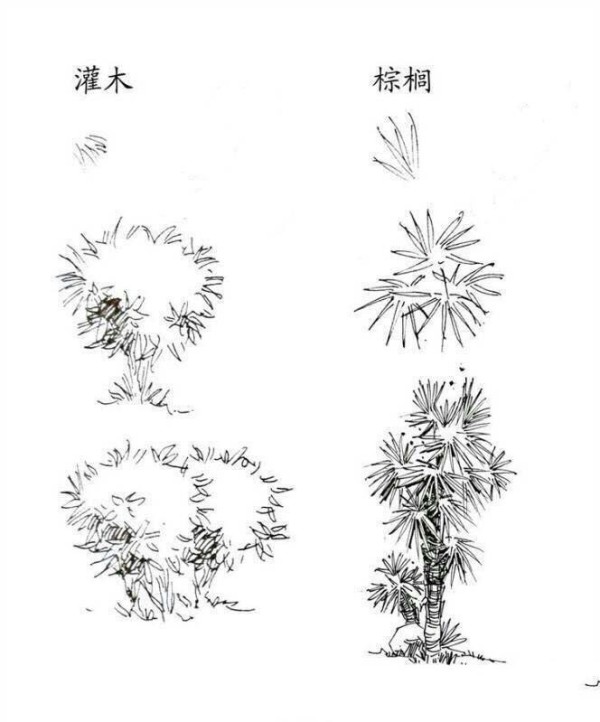 植物图片 灌木和棕榈简笔画画法