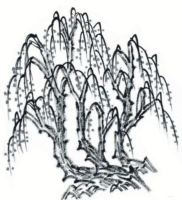 柳树植物简笔画优秀图片