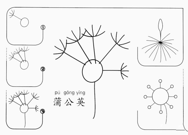 蒲公英怎么画