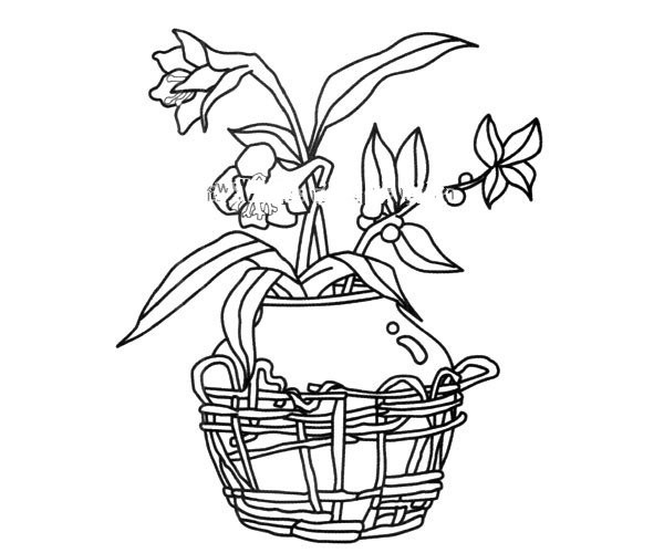 盆栽花朵简笔画图片