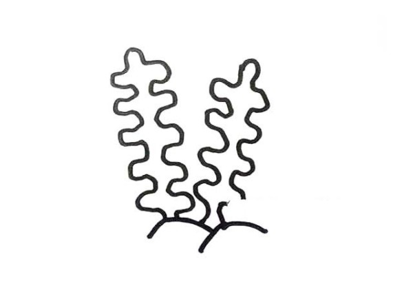 6张海底植物的简笔画图片