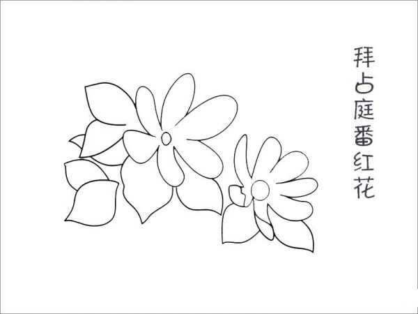 拜占庭番红花简笔画