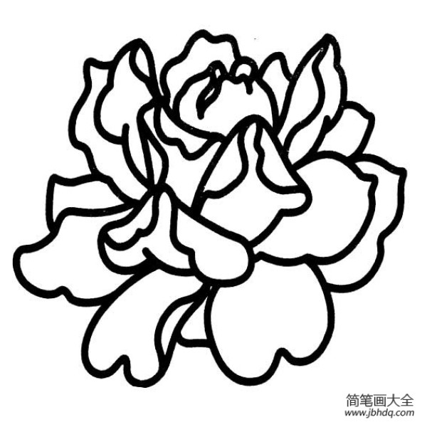 迷人的牡丹花简笔画