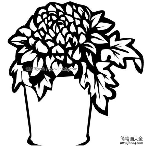 盆栽菊花精美简笔画