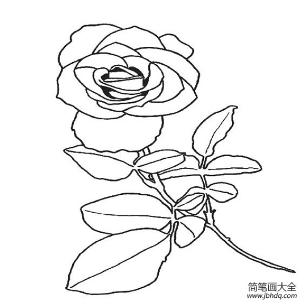 美丽玫瑰花精美简笔画