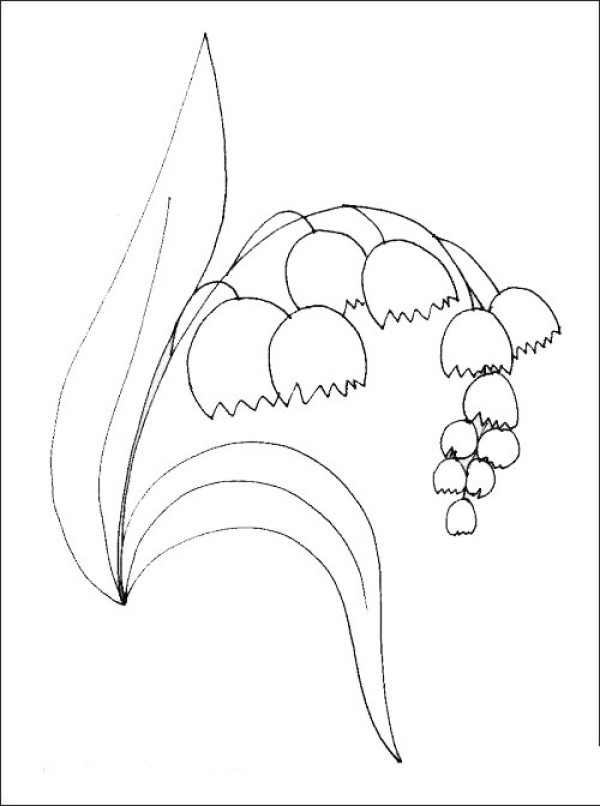 风铃花简笔画