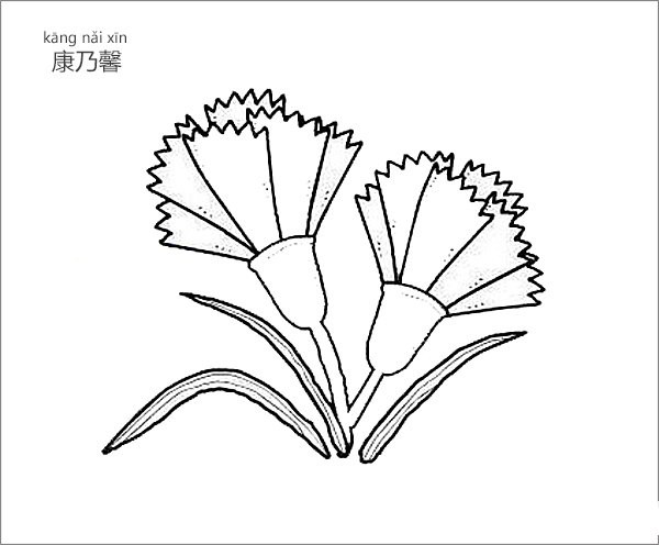 康乃馨简笔画