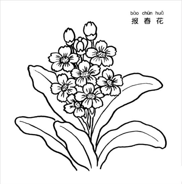 报春花简笔画