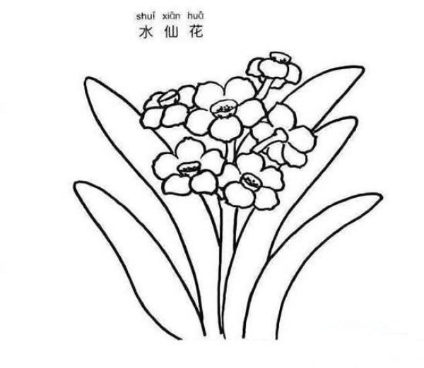 水仙花简笔画