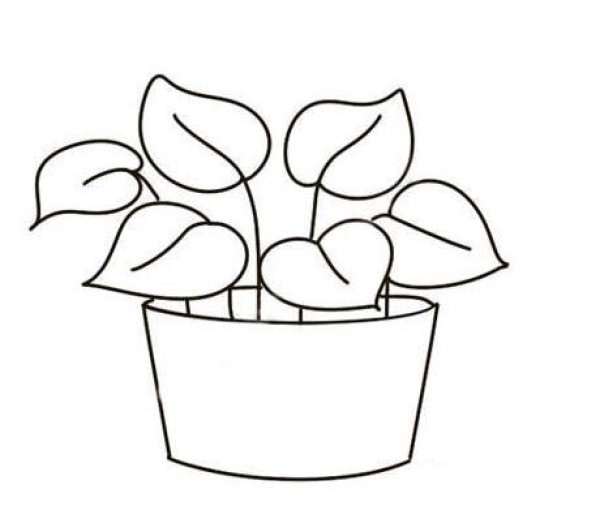 带颜色的绿萝简笔画