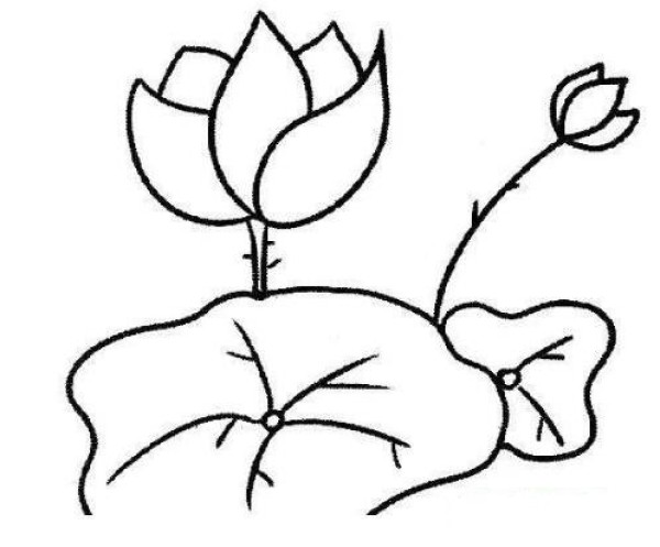 怎样画池塘荷花