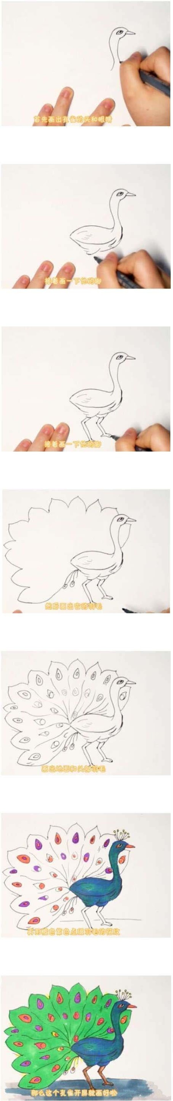 如何画开屏的美丽孔雀