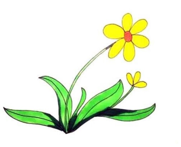 一步一步绘画太阳花简笔画