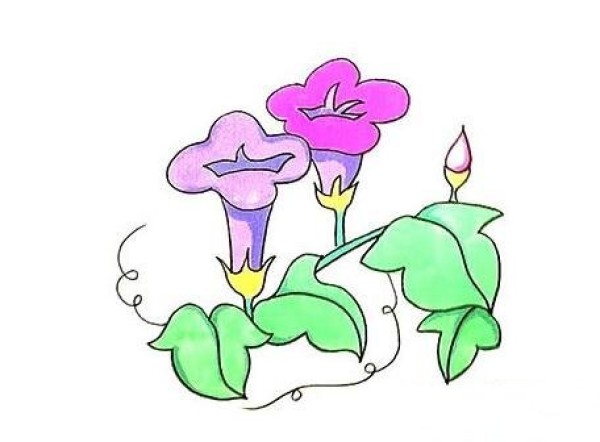 1分钟画牵牛花简笔画
