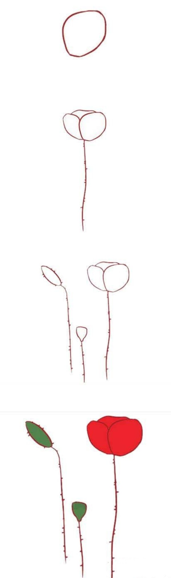 红色的虞美人简笔画