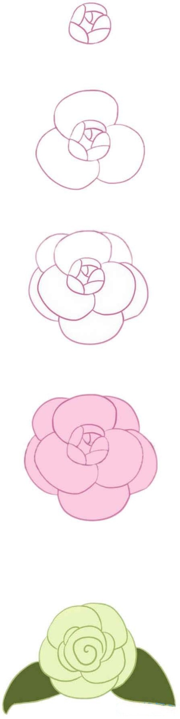 漂亮山茶花怎么画