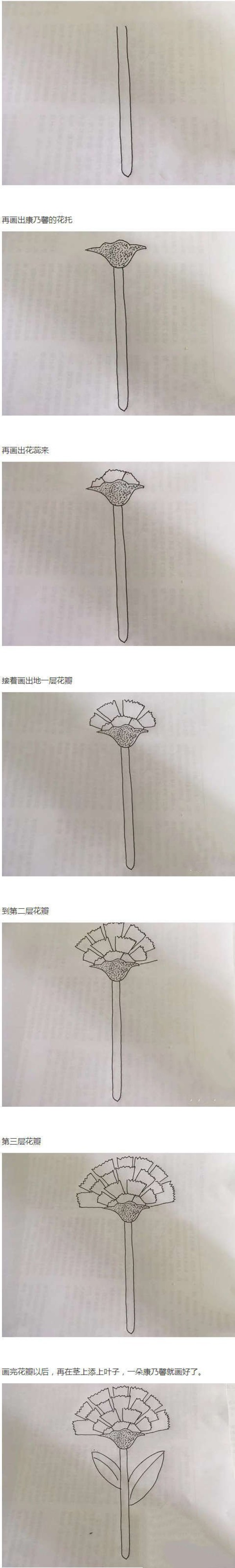 一步一步绘画康乃馨简笔画