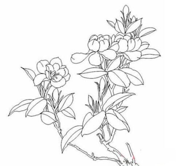 怎么画栀子花
