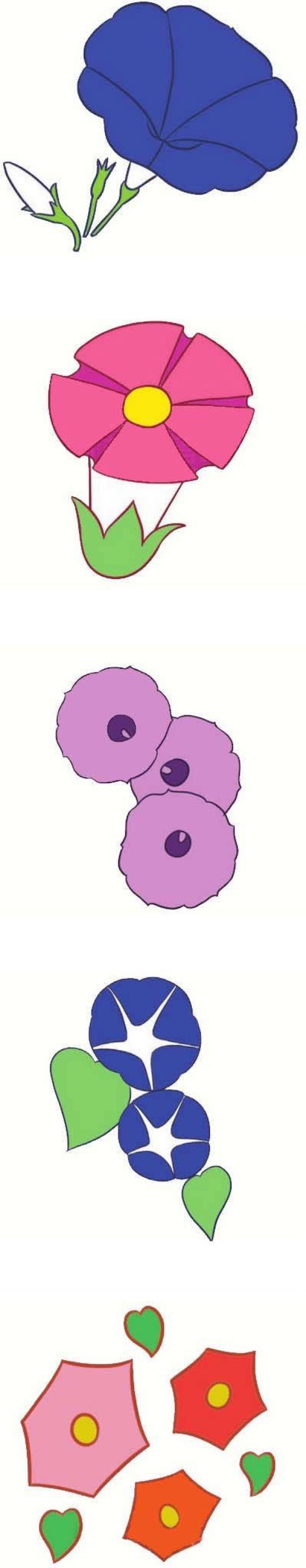 生命力顽强的牵牛花简笔画
