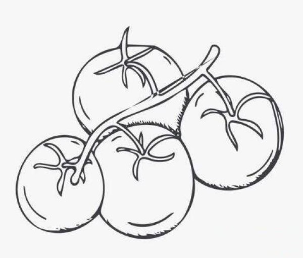 简单手绘西红柿简笔画