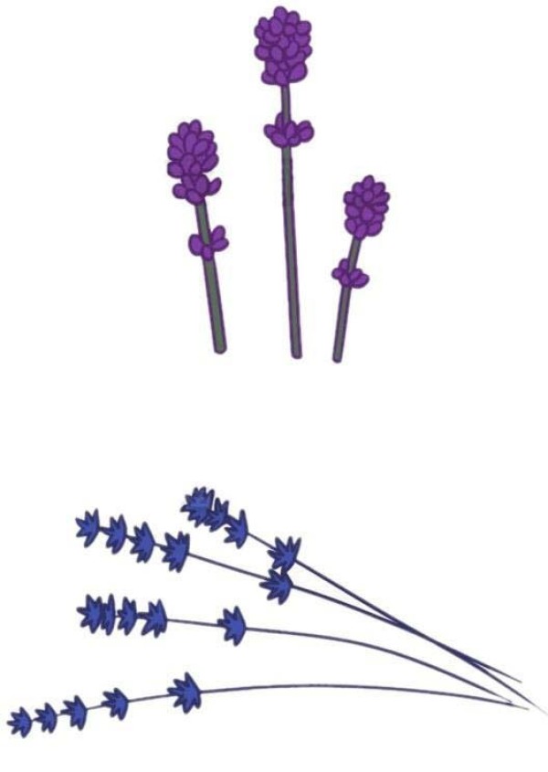 紫色薰衣草怎么画