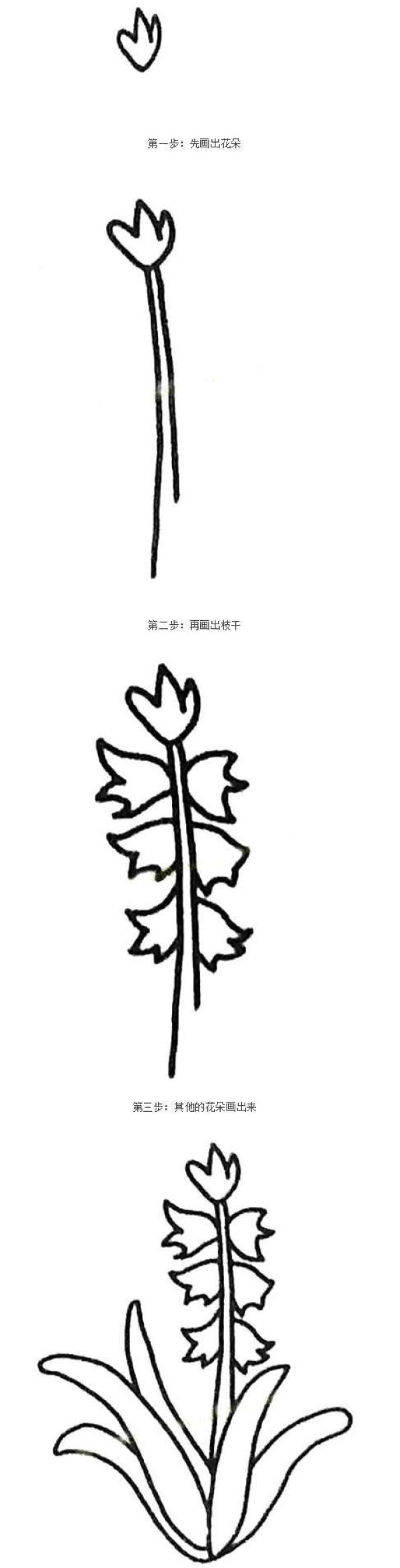 风信子简笔画