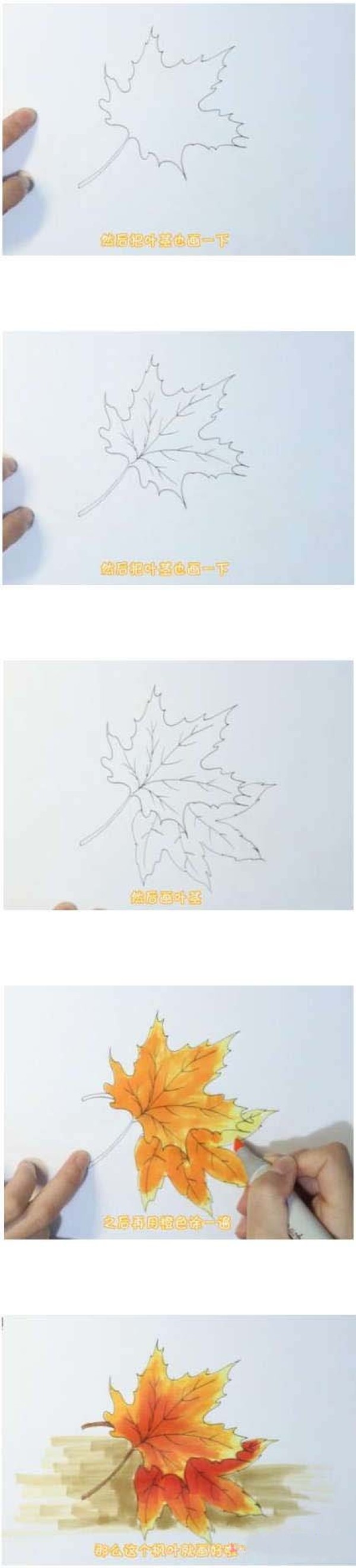 火红的枫树叶简笔画