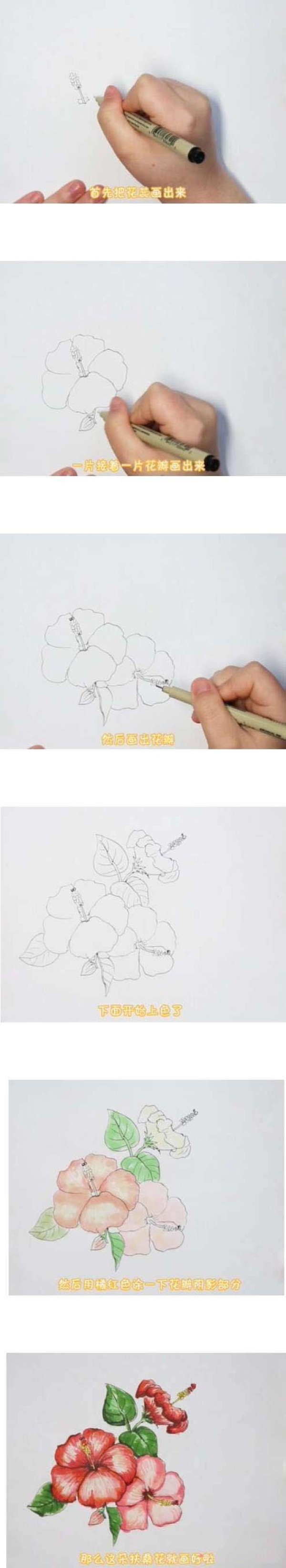 扶桑花简笔画