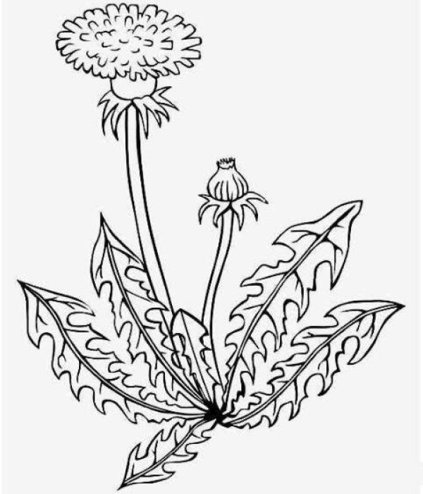 简单漂亮的蒲公英怎么画