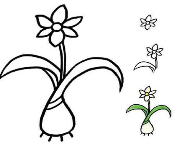 手绘水仙花简笔画
