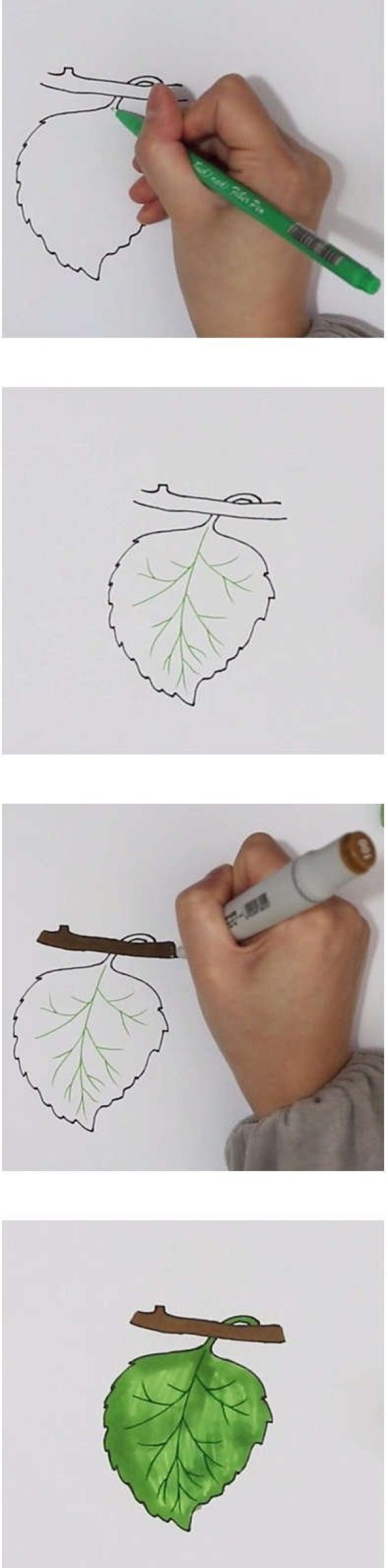 怎么画桑叶