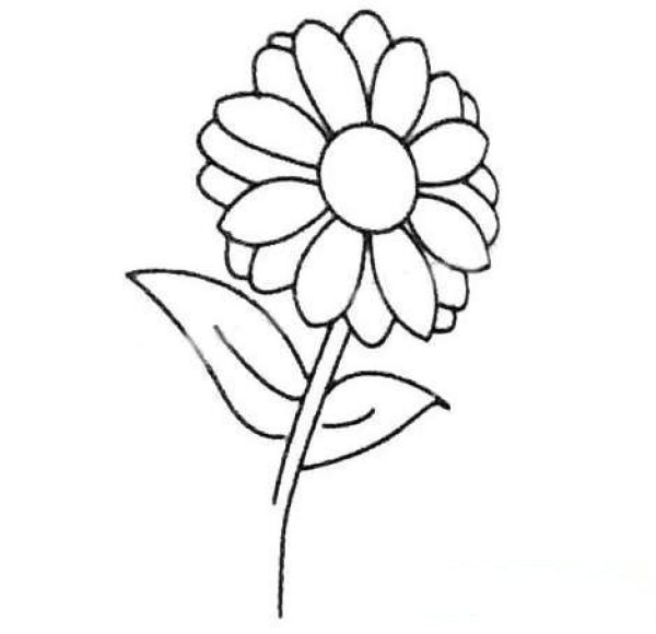 野菊花简笔画