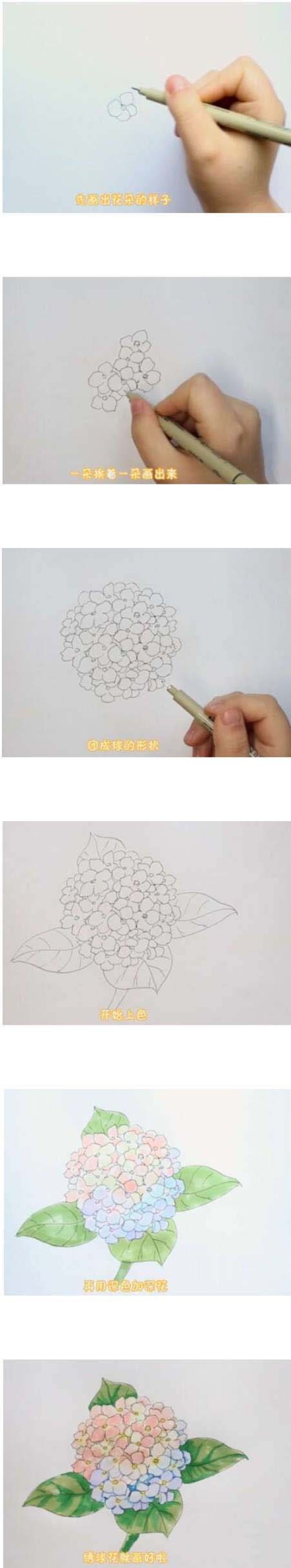 漂亮的绣球花简笔画