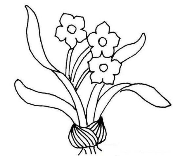 简单水仙花的画法