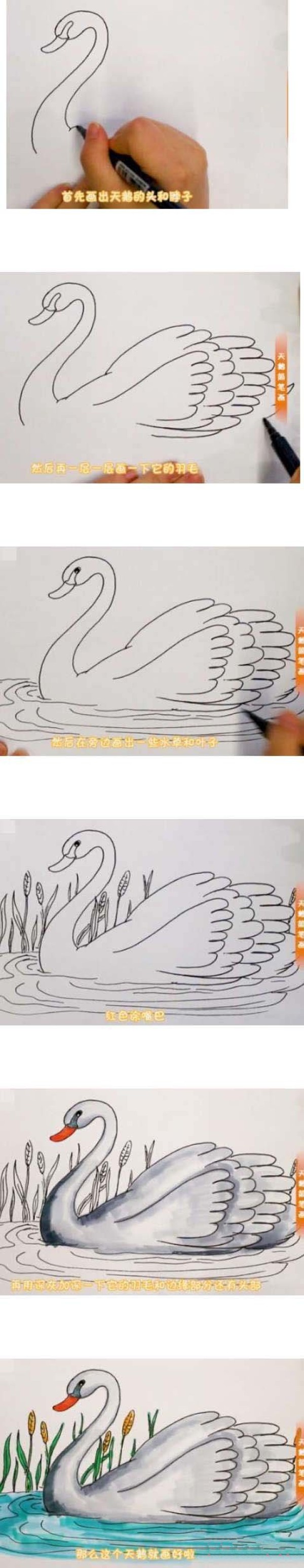 白天鹅简笔画