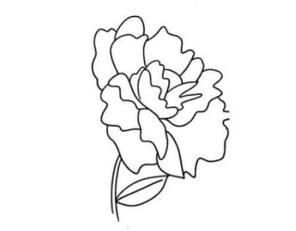 牡丹花简笔画