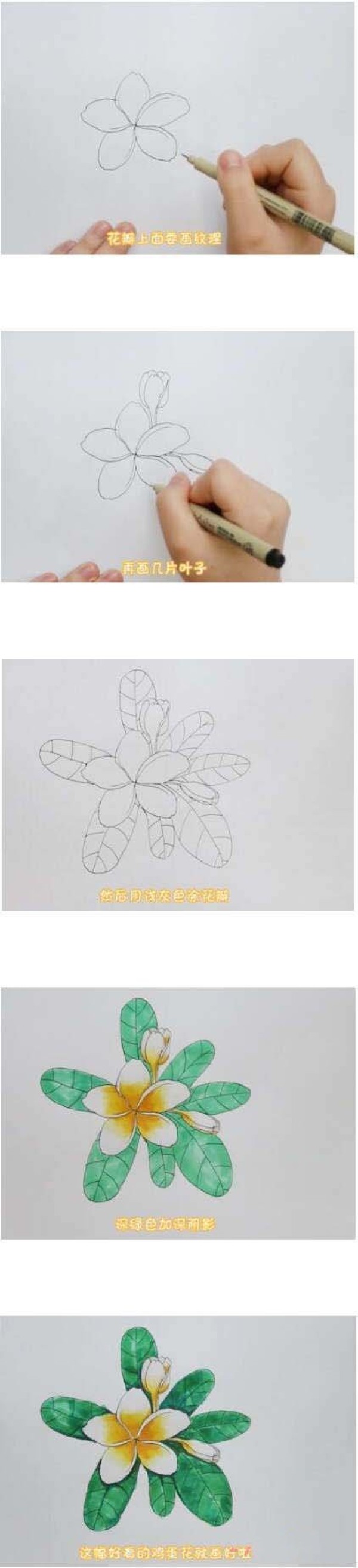 鸡蛋花简笔画